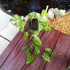 Snow Queen/ Marble Queen Pothos